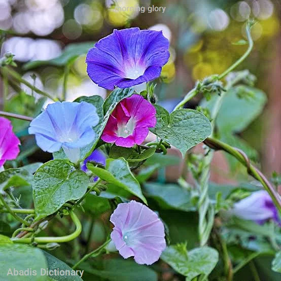 morning glory